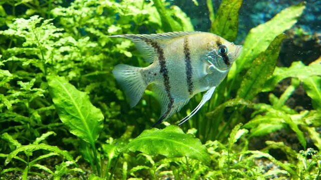 Silver striped angelfish swimming in a lushly planted freshwater aquarium