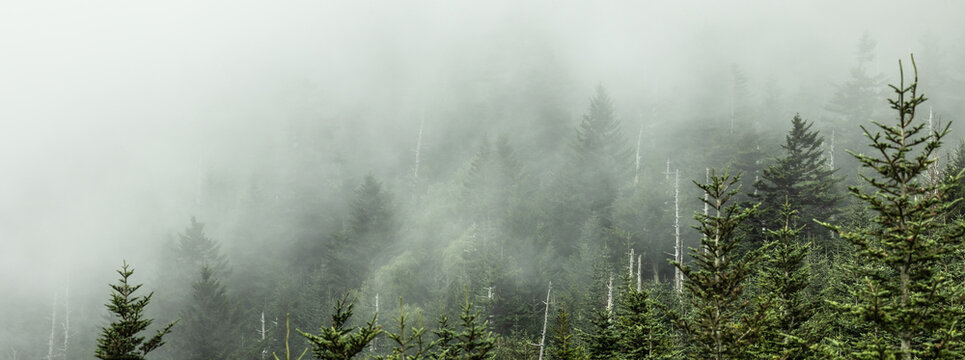 Pine forest Shrouded In Fog - The Great Smoky Mountains National Park