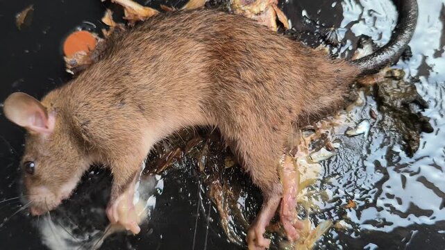A sticky glue trap used for controlling mouse pests, illustrating a common household rodent management method for preventing infestations and protecting food storage areas.