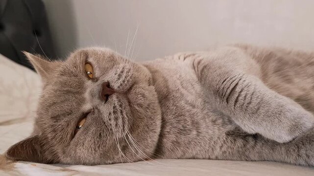 A cute British Shorthair cat lying on its back in a relaxed pose