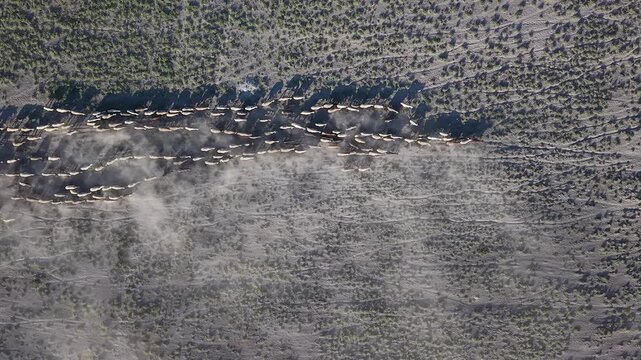 Aerial view of a herd of horses running across the dusty landscape in Adabag, Konya, Turkiye.