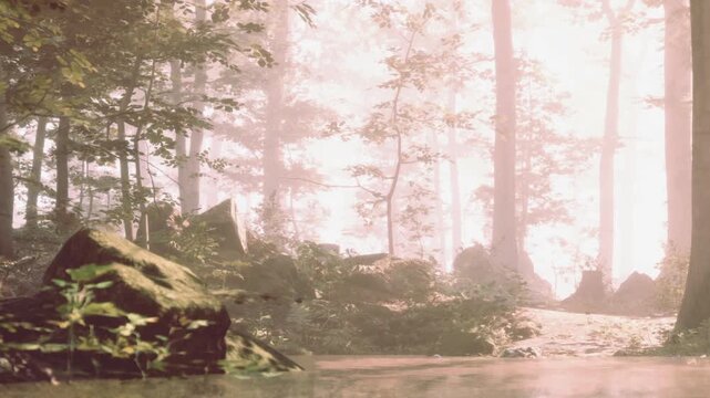 A forest scene shows sunlight entering through the trees in the morning. Water flows gently in a small stream, with rocks and plants nearby. It is quiet and natural.
