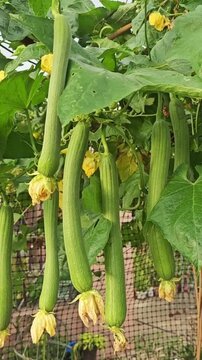 vegetables in the garden