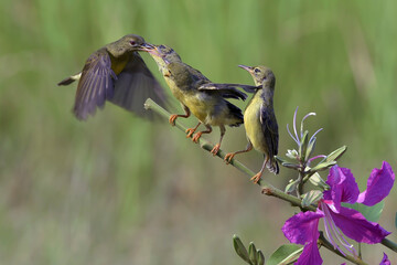 A mother bird is feeding her children who are waiting on a branch © lunaphotography