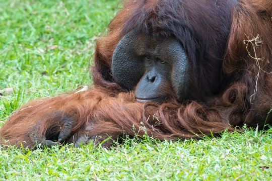Close up photo of a Bornean orangutan