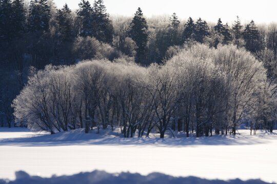 Pure white rime-covered trees on a snowy hill in winter, Hokkaido, Japan