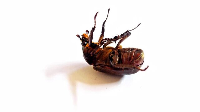 Female horned beetle (Oryctes rhinoceros) trying to turn over on an isolated white background