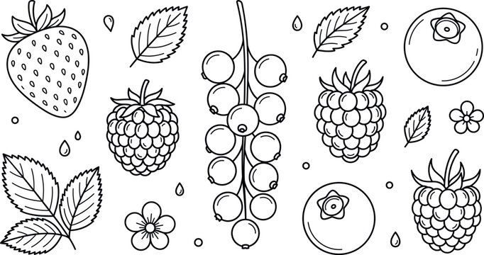Fresh summer berries vector line art illustration collection with strawberry currant raspberry blueberry leaves and sweet garden blossoms