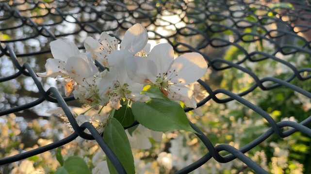 Beautiful white apple tree flowers blooming behind metal wire fence at sunset.