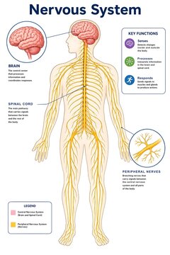 Comprehensive Neural System Diagram Showing Brain-to-Body Nerve Connections