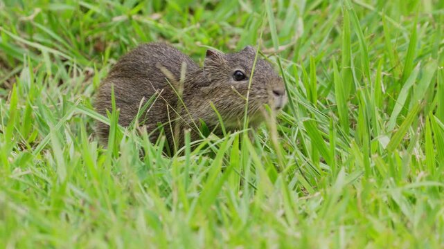 Little wild cavy foraging in green grass close up shot.