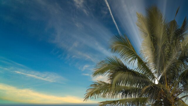 Tropical Coconut Palm Tree Leaves Against Blue Sky with Sun Rays and Wispy Clouds During Sunset