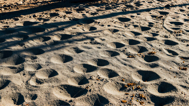 The Ground Texture Covered with Antlion Pits in Sandy Soil and Tree Shadows