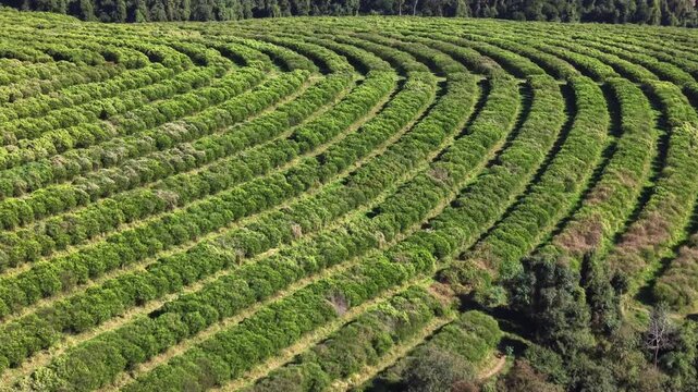 Aerial view of a large citrus plantation with curved rows of trees extending across the landscape in Brazil.