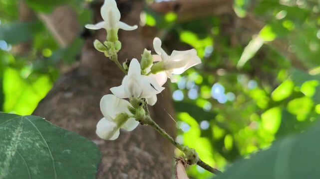 Small white flowers resembling legume blossoms, growing among green foliage and displaying delicate floral structures characteristic of plants in the Fabaceae family.