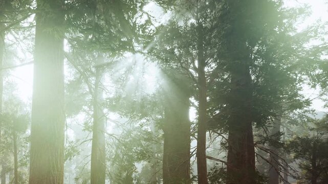 Light filters through tall trees in a forest during early morning. The mist creates a soft glow around the tree trunks. Nature shows its beauty in this quiet setting.