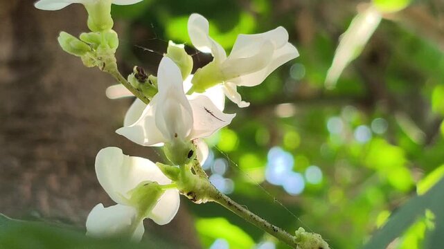 Small white flowers resembling legume blossoms, growing among green foliage and displaying delicate floral structures characteristic of plants in the Fabaceae family.