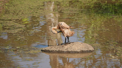 A brown domestic duck stands on a muddy rock in the middle of a pond, preening its feathers and cleaning itself in a natural outdoor environment with murky water and green algae. © Silmiart
