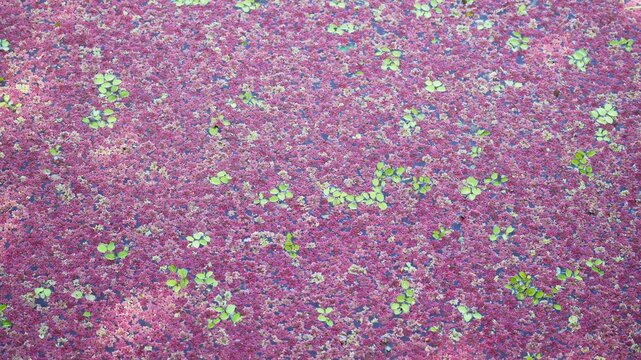Top view of vibrant red Azolla pinnata and green duckweed aquatic plants floating on the surface of a stagnant pond, creating a colorful natural pattern and ecosystem in a wetland environment.
