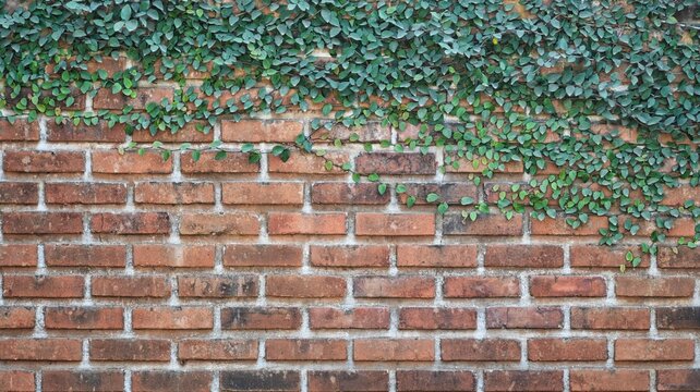 Rustic red brick wall texture with lush green creeping ivy plants at the top. Weathered masonry background featuring natural vine foliage for architectural or landscape design concepts.