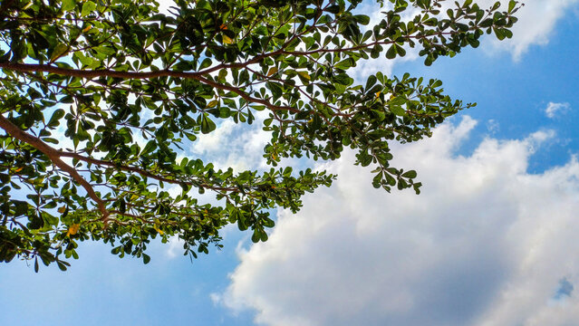 Lush green terminalia tree branches reaching upward against a vibrant blue sky with soft clouds.