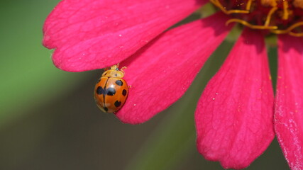 Macro shot of a ladybug on a vibrant pink flower petal, highlighting natural insect details and vivid floral textures in soft daylight. © Silmiart