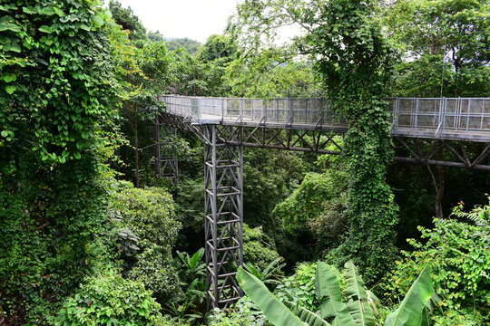 metal truss pillar tower for elevated bridge in lushh green jungle canopy