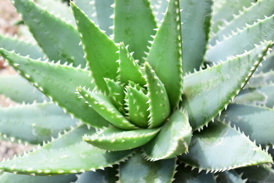 macro texture of Aloe broomii plant featuring sharp white teeth on thick fleshy leave