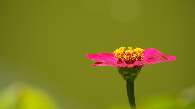 Close-up of vibrant pink zinnia flower against blurred green backdrop, featuring detailed yellow pollen and natural lighting for minimalist botanical nature background.