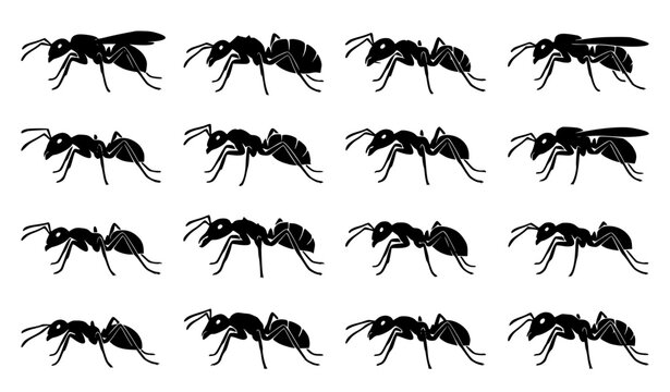 Profile view ant silhouette vector collection for biology entomology and ecology research