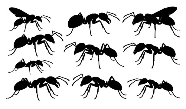 Black ant side profile silhouettes vector set for entomology science and nature illustration