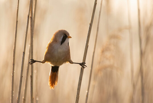 A male bearded reedling perches on a reed, balancing itself in the golden wetlands.