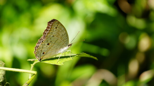 Close-up of a Grey Pansy Butterfly (Junonia atlites) Resting on a Green Leaf in a Lush Sunny Garden