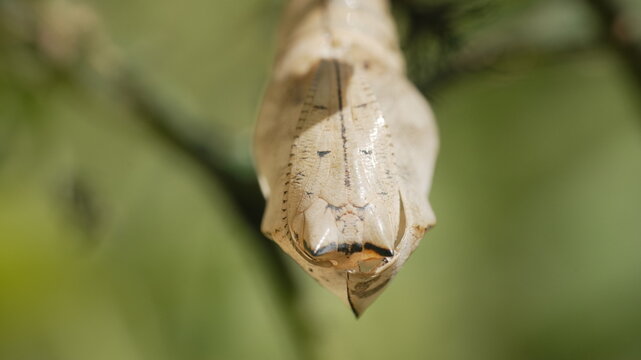 Close-up Macro of a Butterfly Chrysalis or Pupa Hanging from a Twig with Blurred Green Nature Background