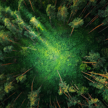 Aerial view of a dense pine forest with sunlight filtering through the canopy, illuminating the lush green undergrowth and tall tree trunks in Czech Republic.