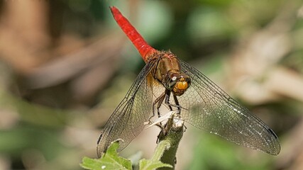 Macro Shot of a Red-Tailed Dragonfly Perched on a Green Plant Stem with Transparent Wings in Nature © Silmiart