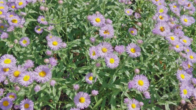 Purple Daisy Flowers in Formal Garden