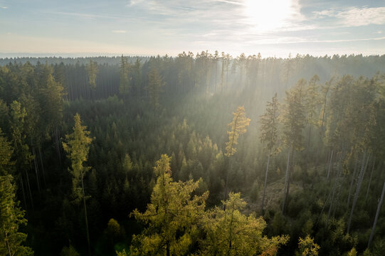 Aerial view of a dense coniferous forest with sunlight filtering through the trees creating atmospheric light rays in the Czech Republic.
