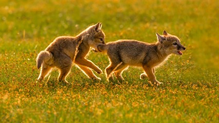 Fototapeta premium wild dogs in the grass