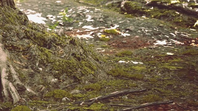 Green moss covers the ground in a forest area with scattered leaves and rocks. Sunlight filters through tree branches, illuminating the scene.