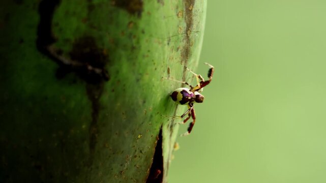 Closeup nature video featuring a female Brettus cingulatus jumping spider perched on a mango plant and waiting for fruit flies during the morning in the monsoon season in Himachal Pradesh, India.