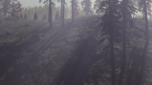 Sunlight shines through tall trees in a forest. The scene shows shadows on the ground and light piercing through leaves. It is a quiet morning with a soft atmosphere.