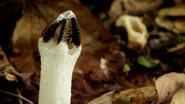 Closeup video of a Lysurus sp. stinkhorn mushroom growing naturally on the forest floor in the Himalayas of Himachal Pradesh, India, during the monsoon season.