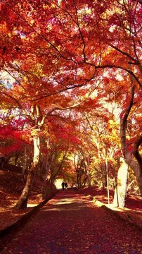 【縦動画】夕日が射し込む赤く紅葉した木々の公園風景のティルトショット 4K  広島 尾関山公園の秋風景