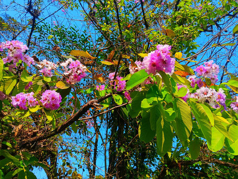 Pink Queen&rsquo;s Crape Myrtle (Lagerstroemia speciosa), also known as Pride of India and Bungur, blooming on leafy branches beneath a vivid blue sky, tropical floral nature background.