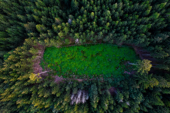 Aerial view of a vibrant green clearing surrounded by dense coniferous forest, Czech Republic.