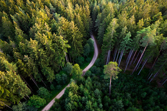 Aerial view of a winding dirt path cutting through a dense coniferous forest with tall pine trees, illuminated by soft golden hour light in Czech Republic.