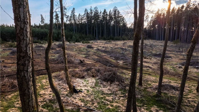 Aerial view of a person sitting against a tree in a forest clearing with scattered tree stumps and tall pine trees under a golden hour sky in CZ.