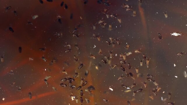 Closeup video of mosquito larvae swimming actively by whipping and snapping their bodies back and forth in still water during the summer season in a forest habitat of Himachal Pradesh, India.