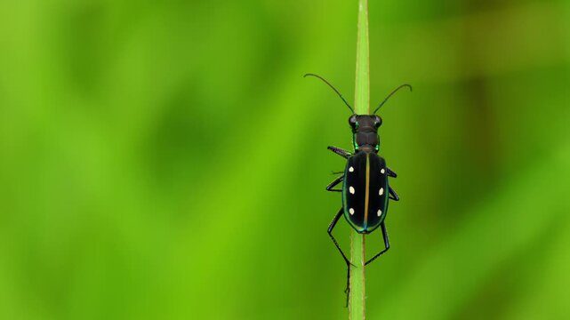 Closeup video of a yellow-spotted tiger beetle, Calochroa flavomaculata, naturally perching on a green grass blade during the monsoon season in Himachal Pradesh, India.